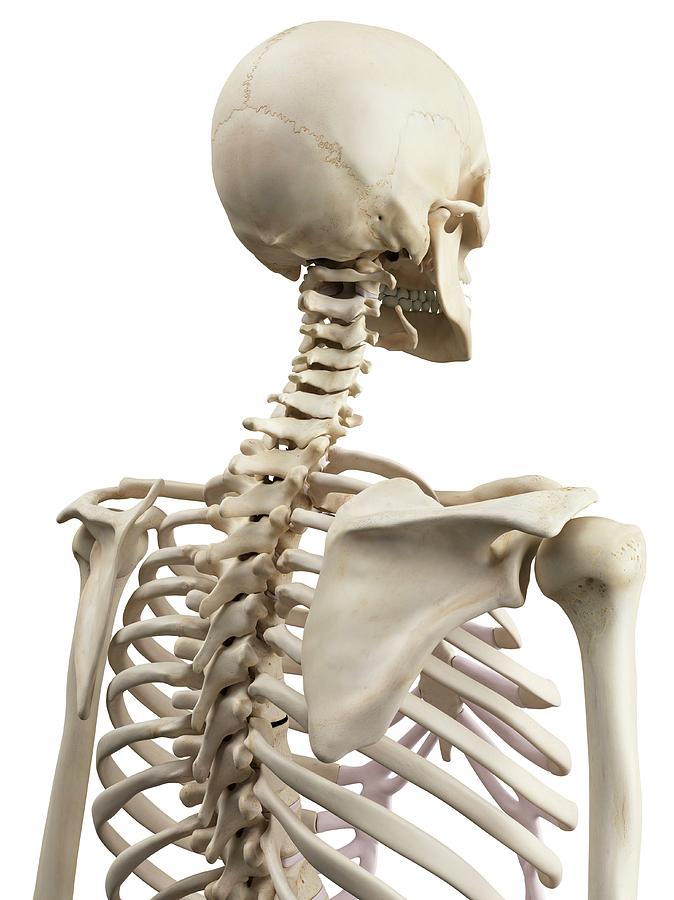 Skull Photograph - Human Shoulder Bones #13 by Sciepro