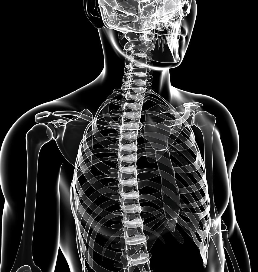 Skeleton Photograph - Human Skeletal System #13 by Pixologicstudio