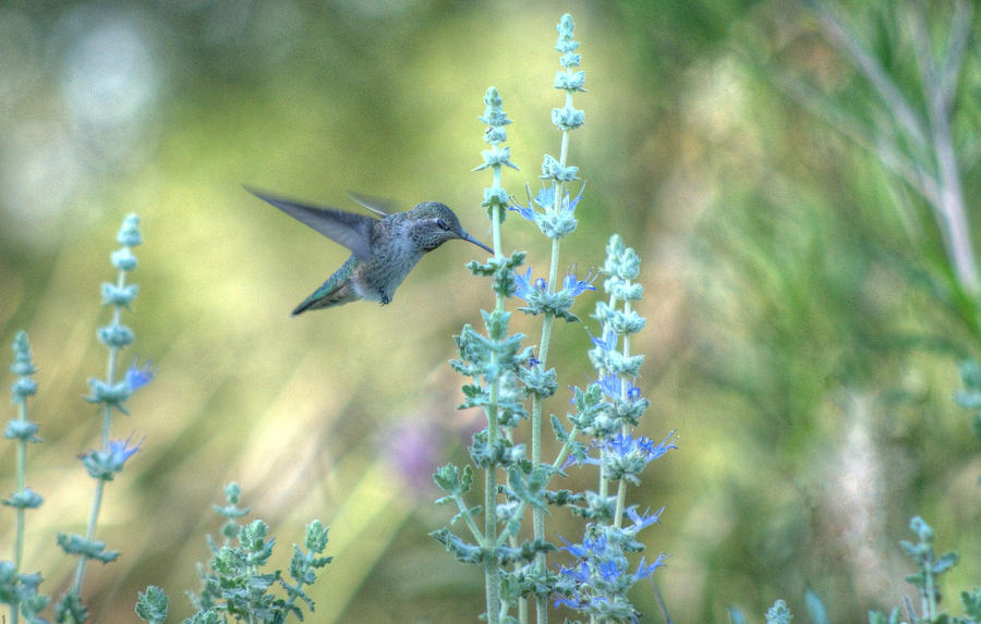 Hummingbird Photograph - Hummingbird #13 by Tam Ryan
