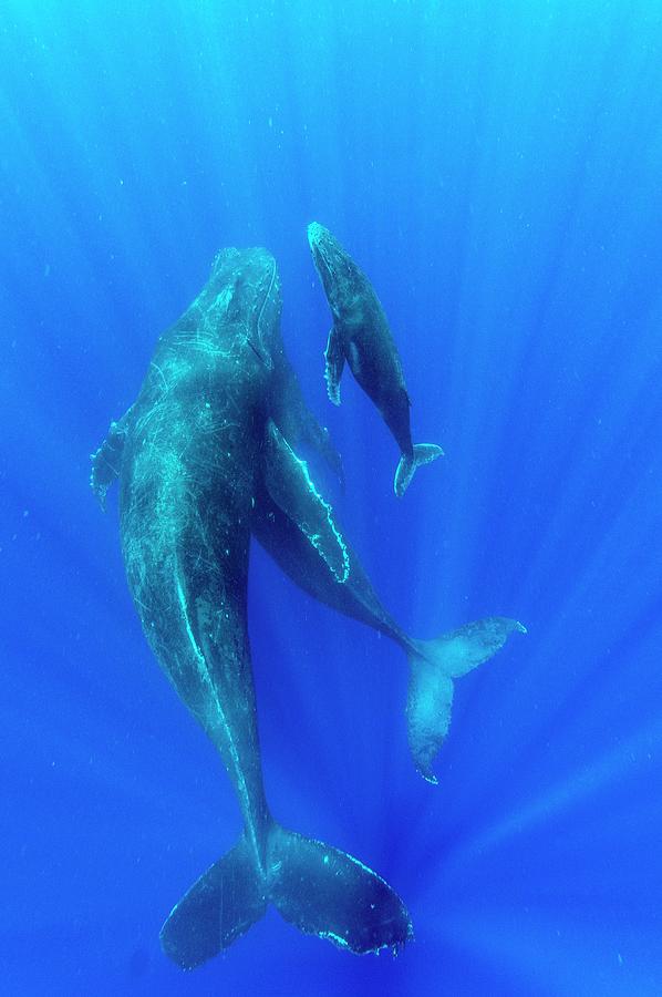 Humpback Whale Mother And Calf Photograph by Christopher Swann/science ...