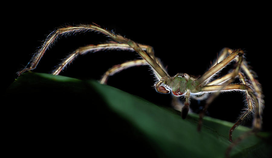 Huntsman Spider Photograph by Melvyn Yeo/science Photo Library - Fine ...