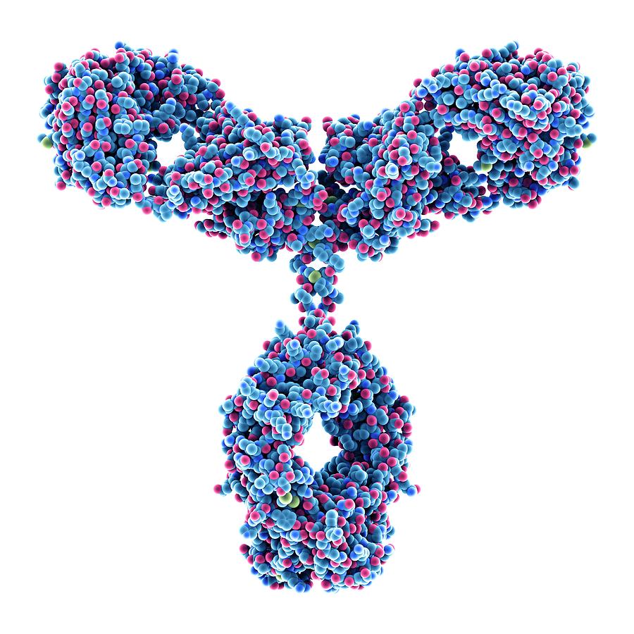 Immunoglobulin G Antibody Molecule #13 Photograph by Alfred Pasieka