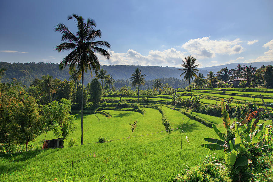 Indonesia, Bali, Rice Fields And #13 Photograph by Michele Falzone