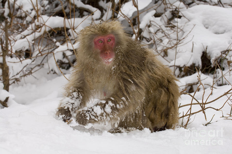 Japanese Macaque #26 Photograph by John Shaw
