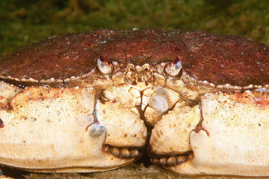 Jonah Crab Photograph by Andrew J. Martinez Fine Art America