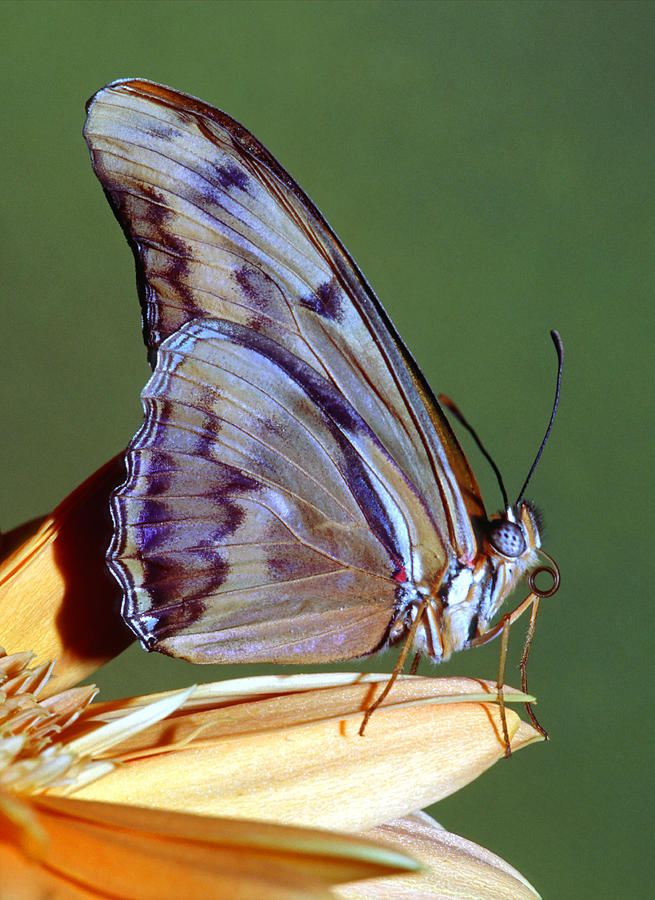 Julia Butterfly #16 Photograph by Millard H Sharp