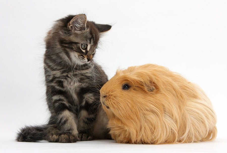 Kitten And Guinea Pig #13 Photograph by Mark Taylor