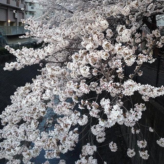 Landscape Photograph - #landscape Cherryblossoms #13 by Tokyo Sanpopo