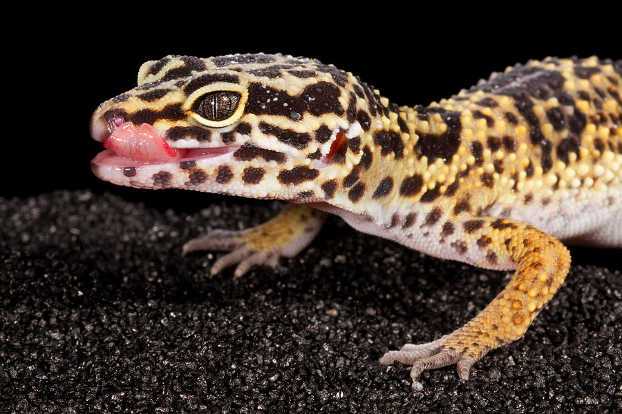 Leopard Gecko Eublepharis Macularius is a photograph by David Kenny which w...