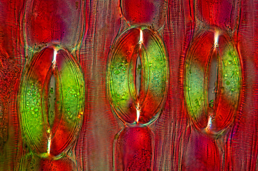 Lily Epidermis With Stomata, Lm #13 Photograph by Marek Mis