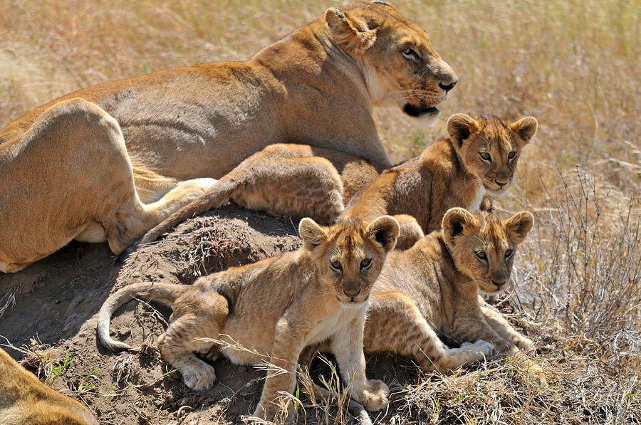 Lion with cubs Photograph by Mark Rasmussen - Fine Art America