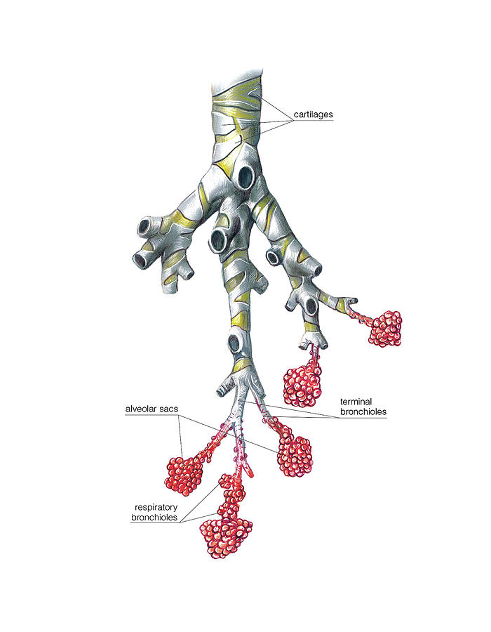 Lung Anatomy By Asklepios Medical Atlas 5100