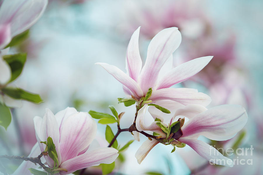 Magnolia Movie Photograph - Magnolia Flowers #13 by Nailia Schwarz