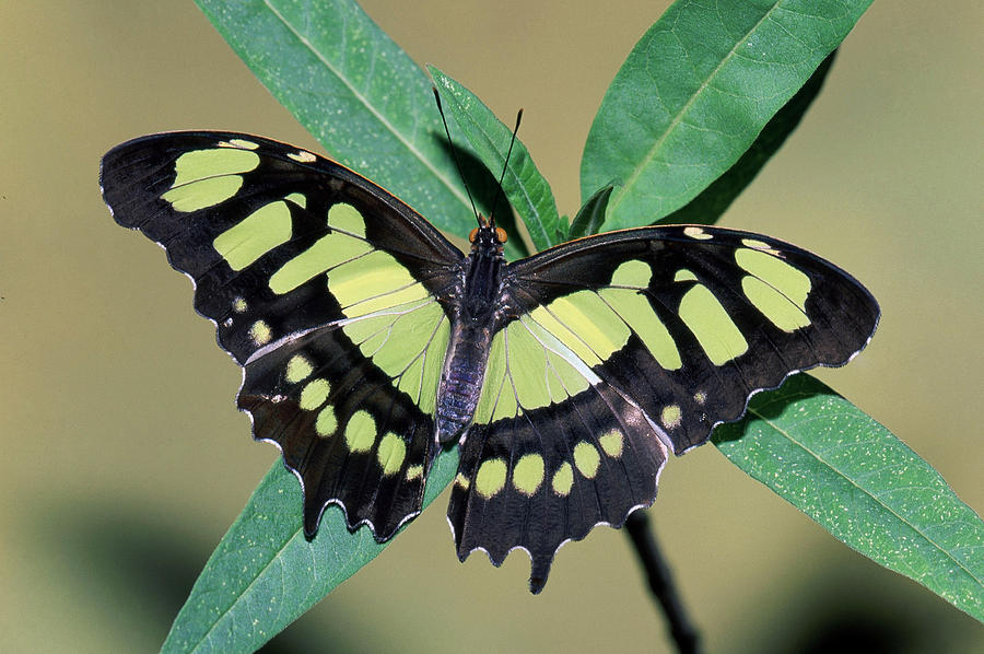 Malachite Butterfly Siproeta Stelenes #13 Photograph by Millard H. Sharp