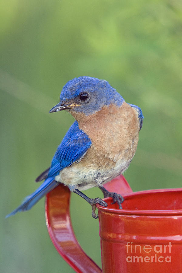 Male Eastern Bluebird #13 Photograph by Linda Freshwaters Arndt