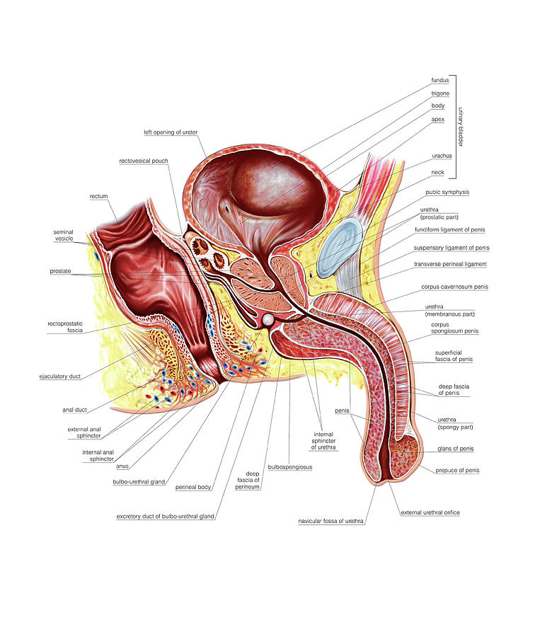 Pelvis Photograph - Male Genital System #13 by Asklepios Medical Atlas