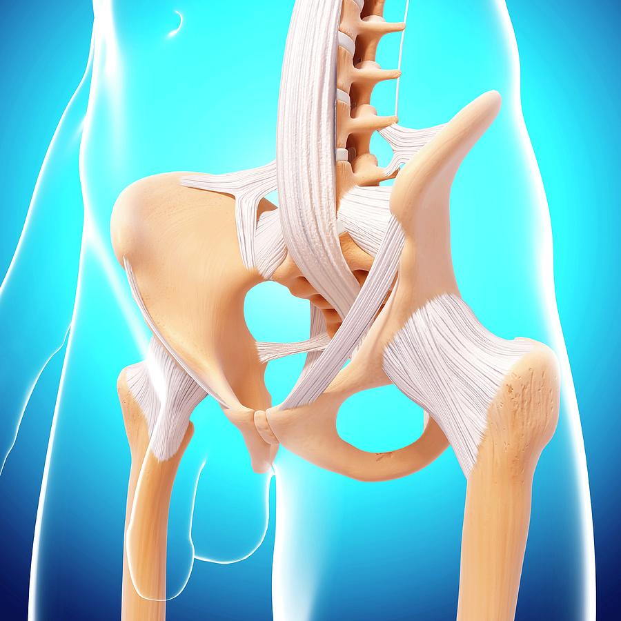 Male Pelvic Bones Photograph By Pixologicstudio Science Photo Library