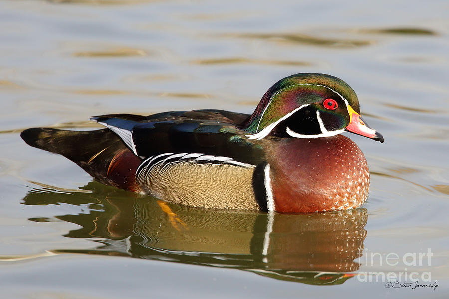 Male Wood Duck #13 Photograph by Steve Javorsky