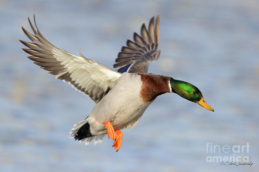 Mallard Duck #15 Photograph by Steve Javorsky