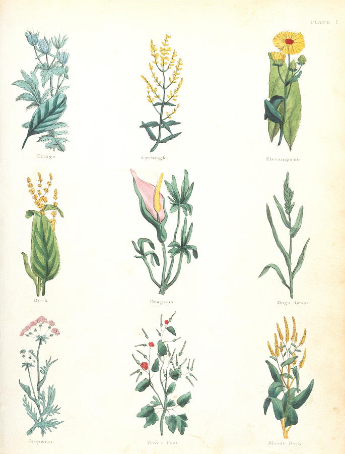Medicinal Herbs #13 Photograph by Science Photo Library Medicinal Herbs #13 Photograph by Science Photo Library