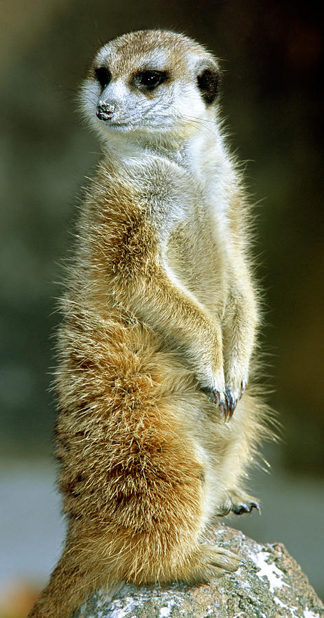 Meerkat Suricata Suricatta #13 Photograph by Millard H. Sharp