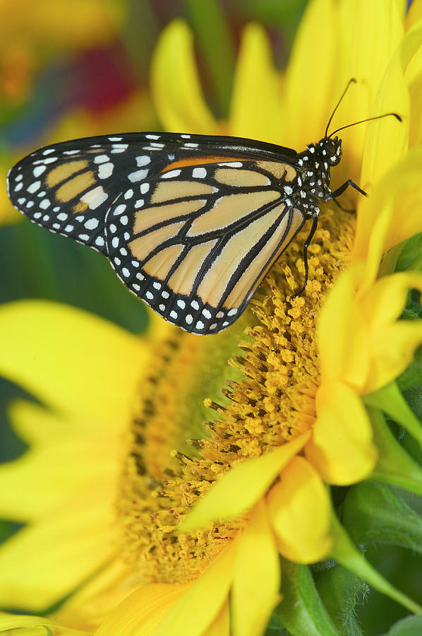 Monarch Butterfly, Danaus Plexippus Photograph by Darrell Gulin - Pixels