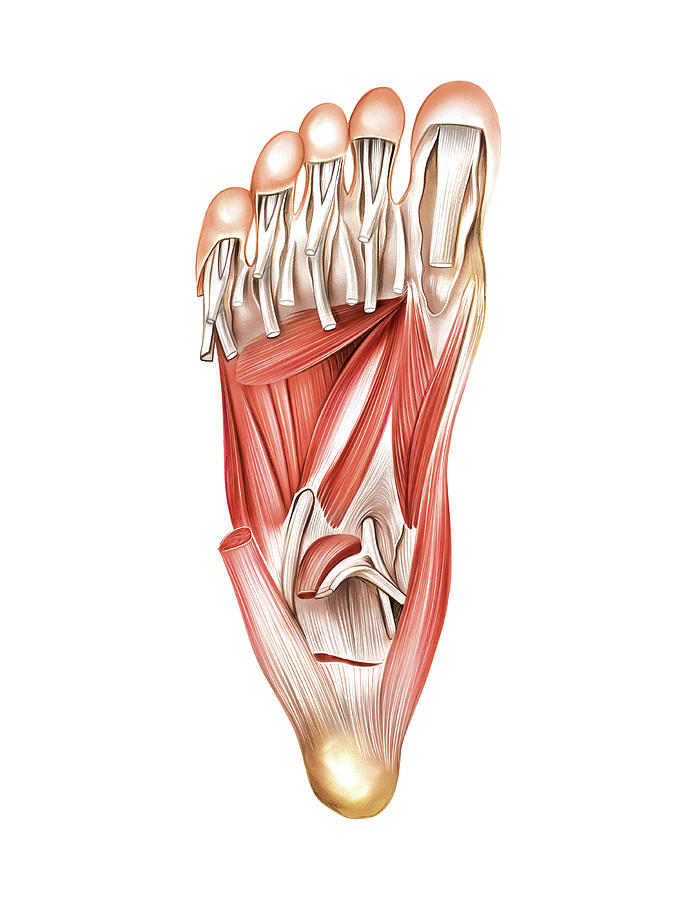 Muscles Of The Foot Photograph by Asklepios Medical Atlas Biology Diagrams