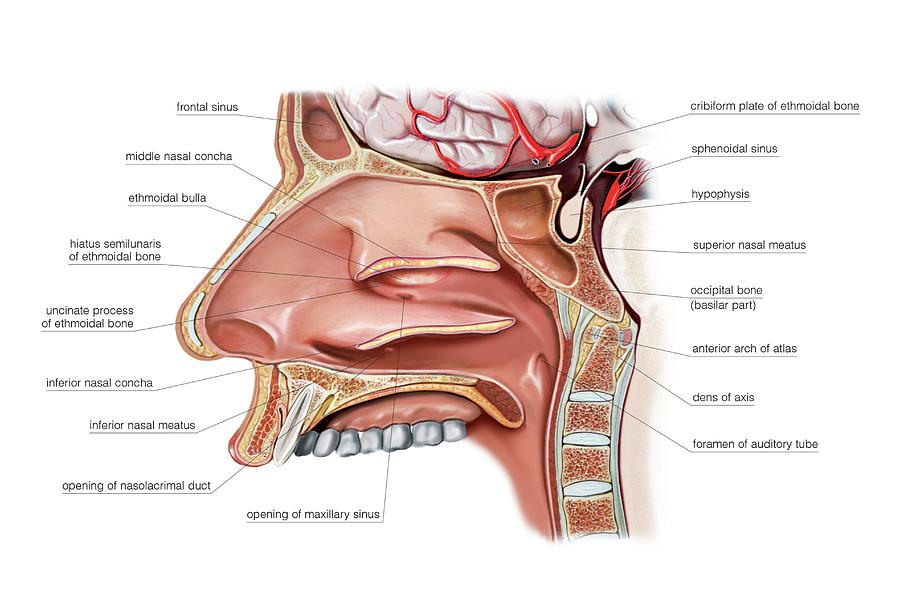 Nasal Cavity Photograph By Asklepios Medical Atlas Pixels 2796