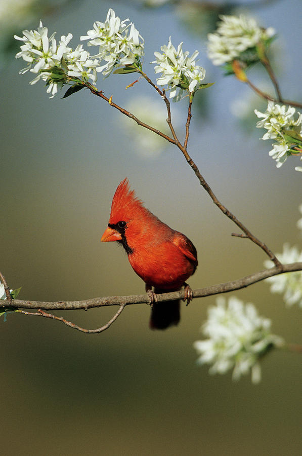 Cardinal Photograph - Northern Cardinal (cardinalis Cardinalis #13 by Richard and Susan Day