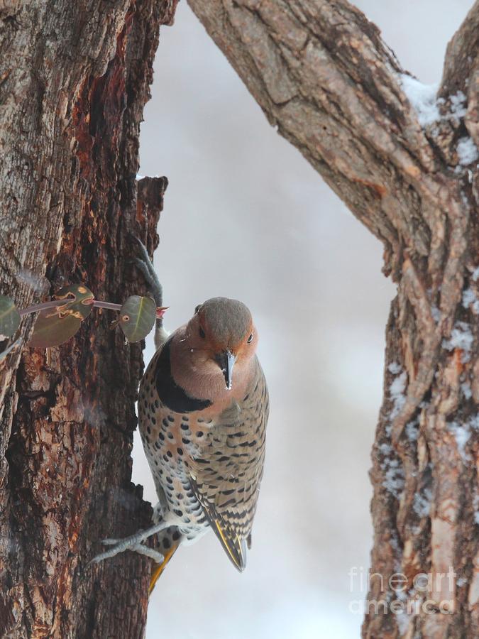 Northern Flicker #13 Photograph by Jack R Brock