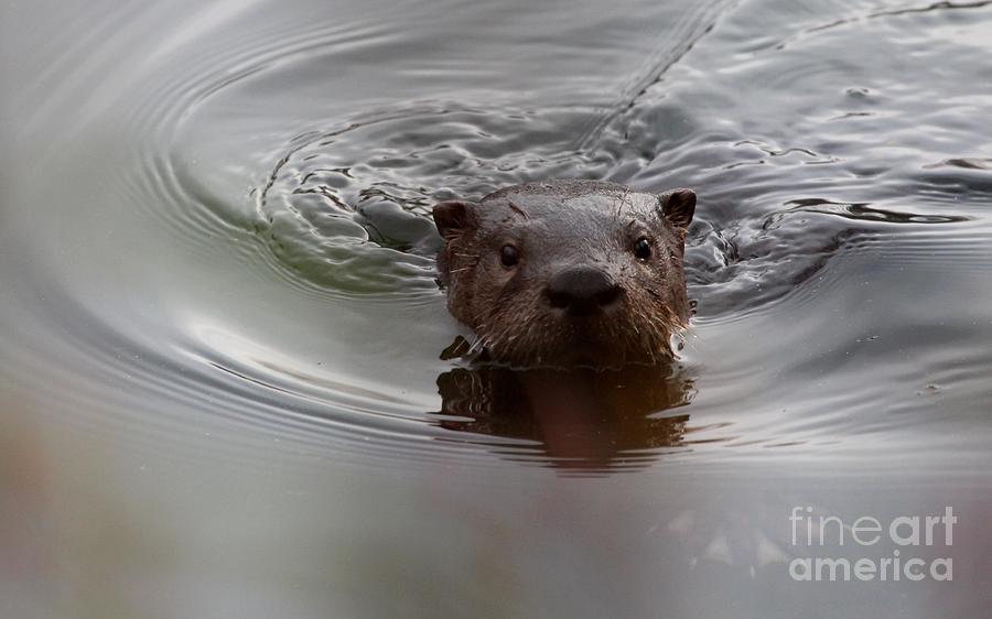 Northern River Otter #13 Photograph by Jack R Brock