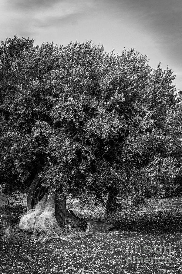 Nature Photograph - Olive tree #13 by Sabino Parente