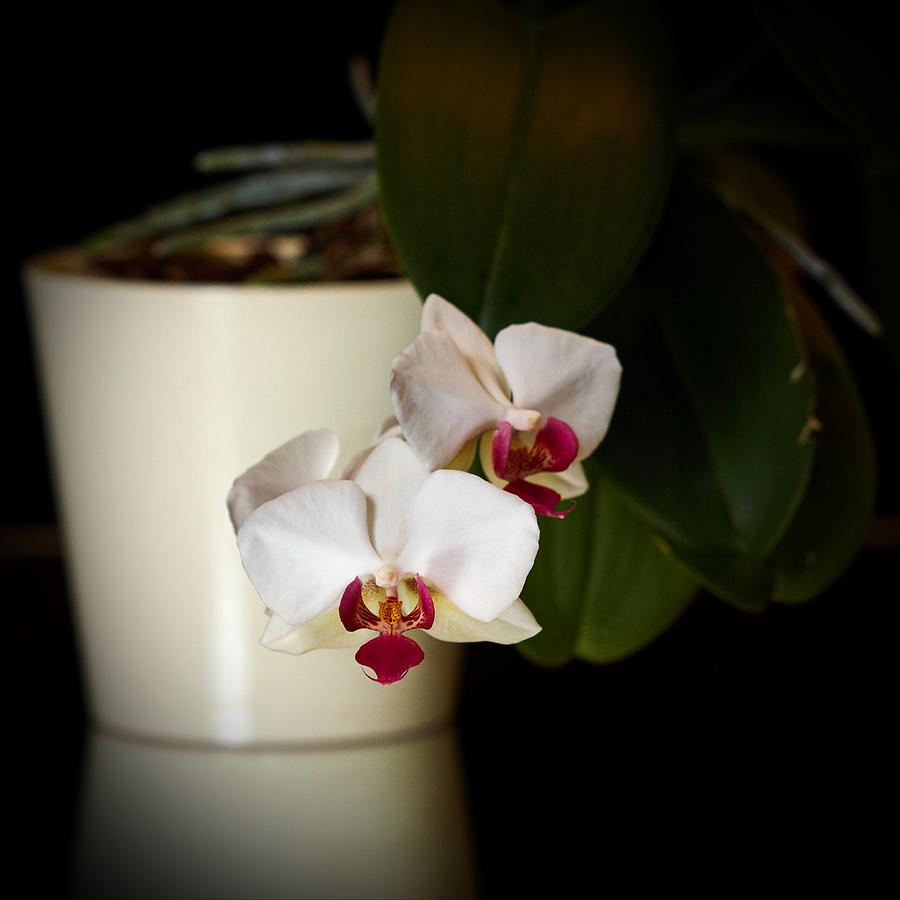 Orchids #13 Photograph by Jouko Lehto