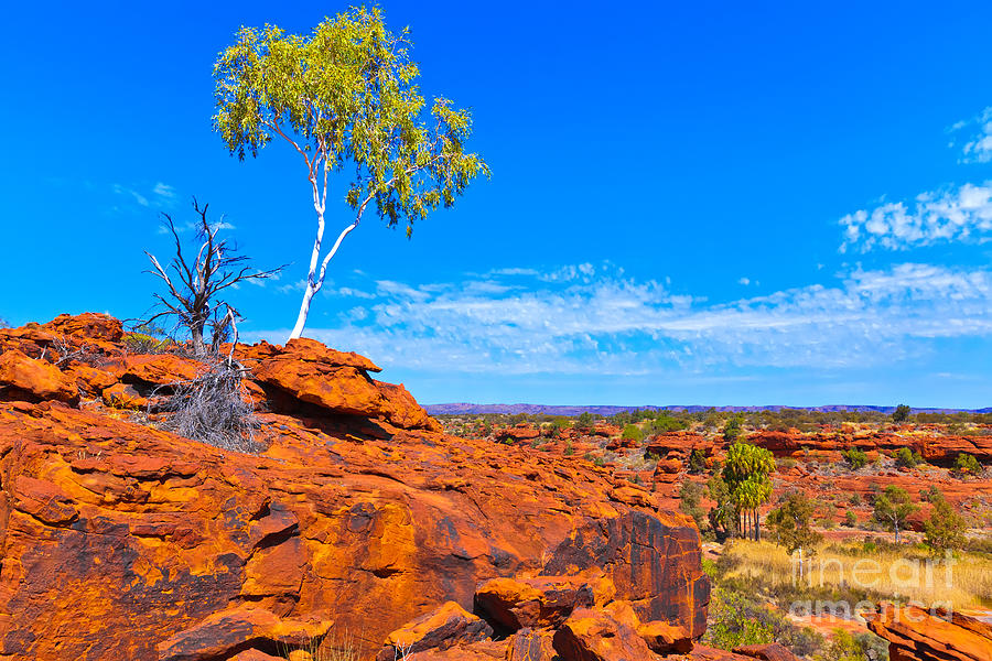 Palm Valley Central Australia  #13 Photograph by Bill  Robinson