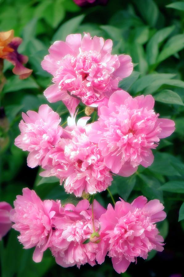 Peony (paeonia Lactiflora) #13 Photograph by Science Photo Library Peony (paeonia Lactiflora) #13 Photograph by Science Photo Library