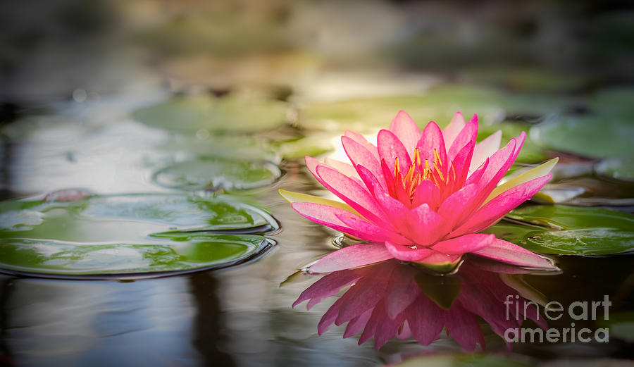 Pink lotus  #13 Photograph by Anek Suwannaphoom