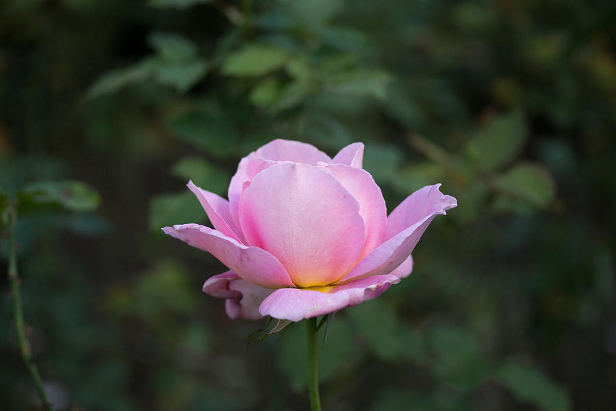 Pink rose #13 Photograph by Susan Jensen