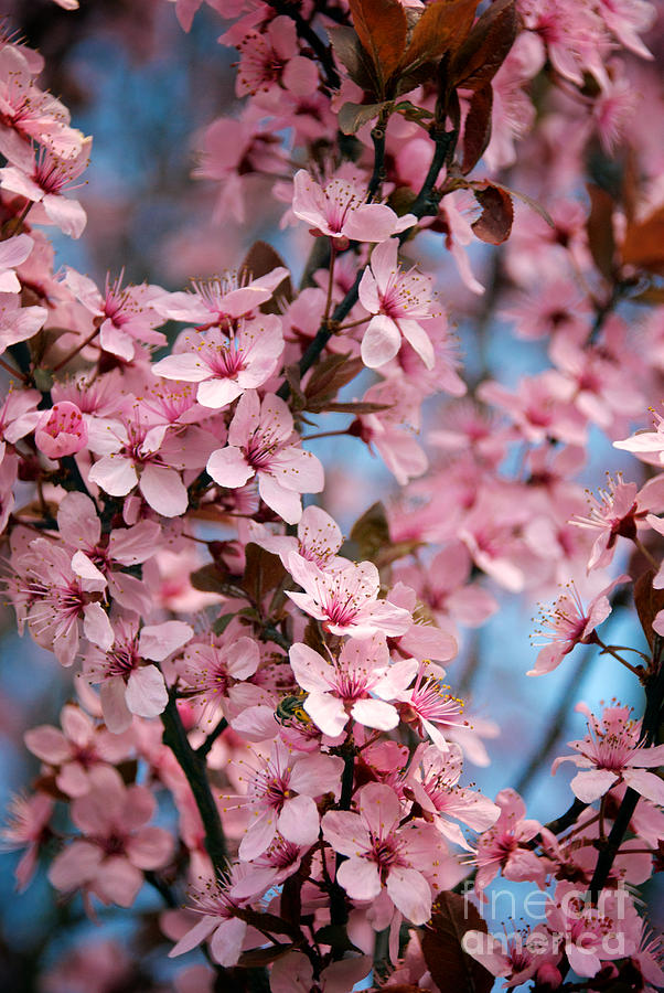 Plum Tree Flowers #13 Photograph by Mark Dodd
