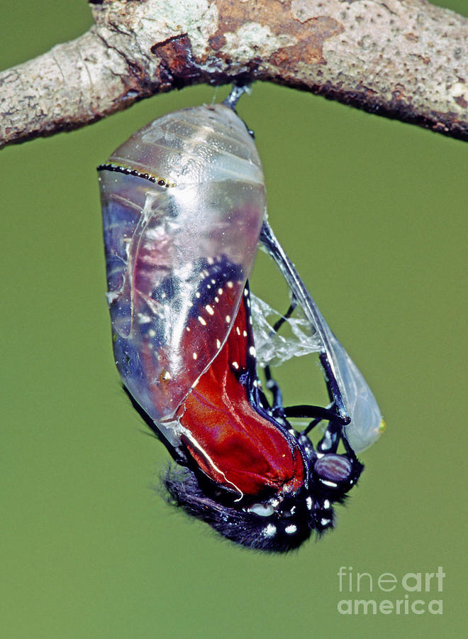 Butterfly Photograph - Queen Butterfly #13 by Millard H. Sharp