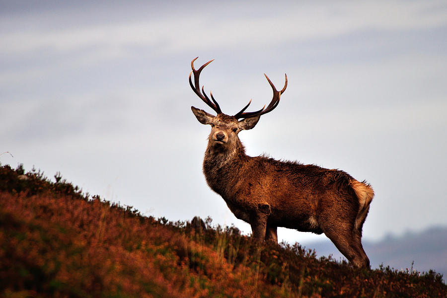 Red deer stag #13 Photograph by Gavin Macrae