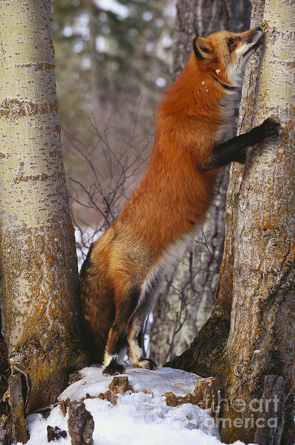 Red Fox Vulpes Vulpes #13 Photograph by Art Wolfe
