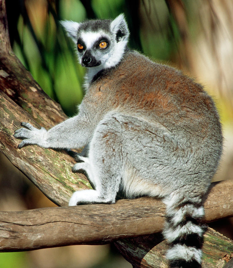 Ring-tailed Lemur Lemur Catta #13 Photograph by Millard H. Sharp