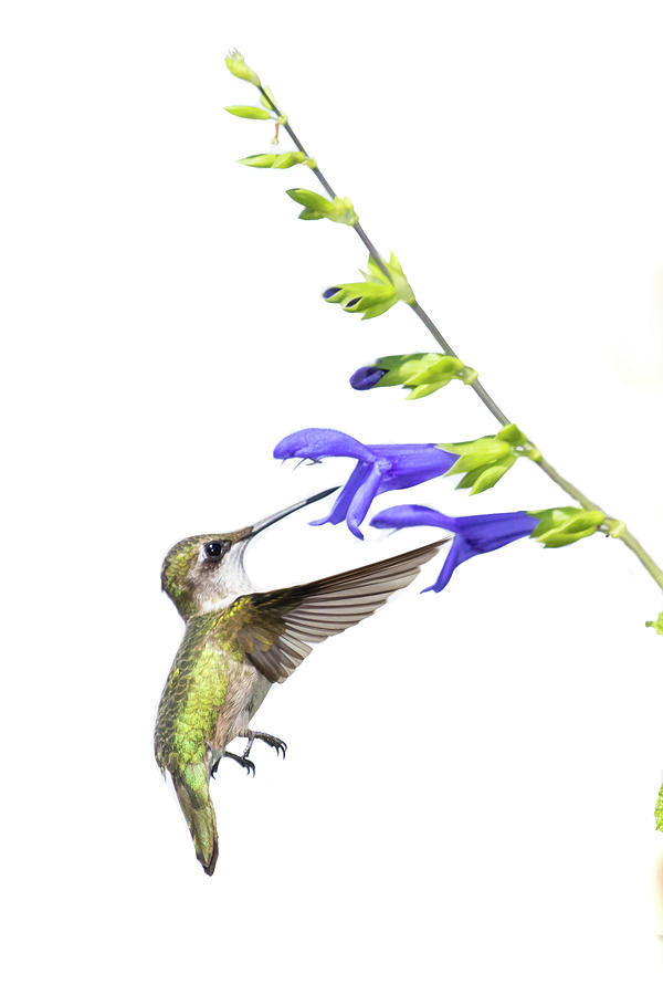 Hummingbird Photograph - Ruby-throated Hummingbird (archilochus #13 by Richard and Susan Day
