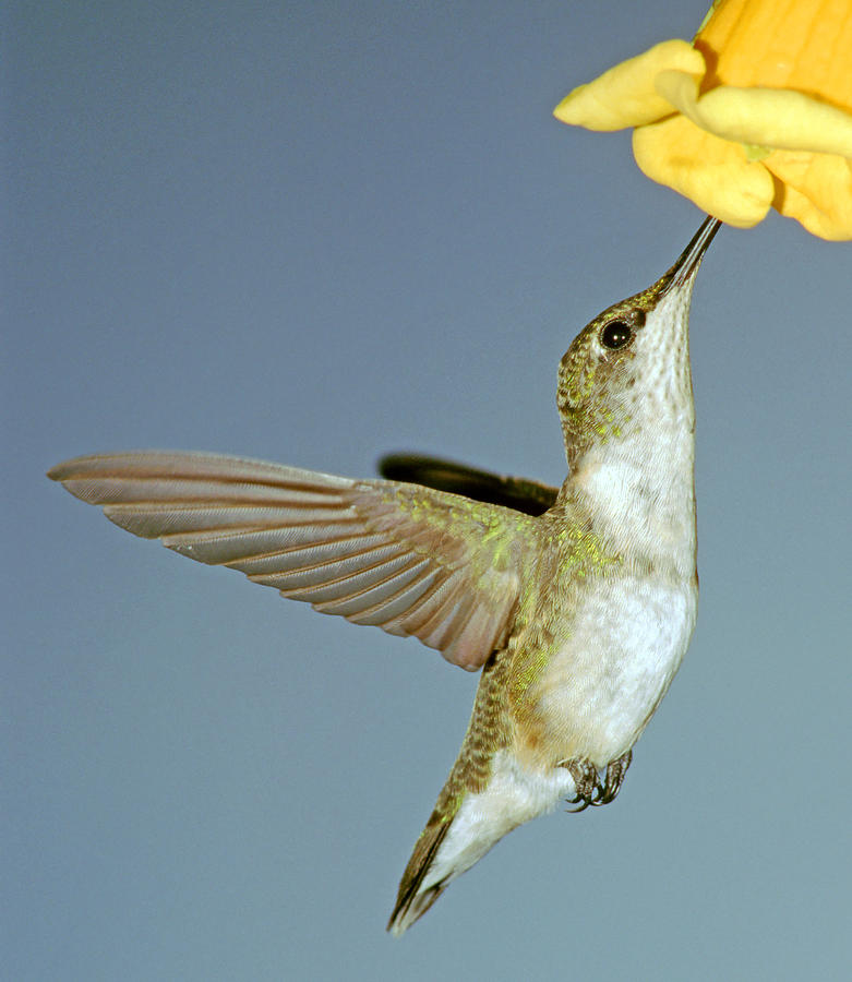 Ruby Throated Hummingbird #26 Photograph by Millard H Sharp