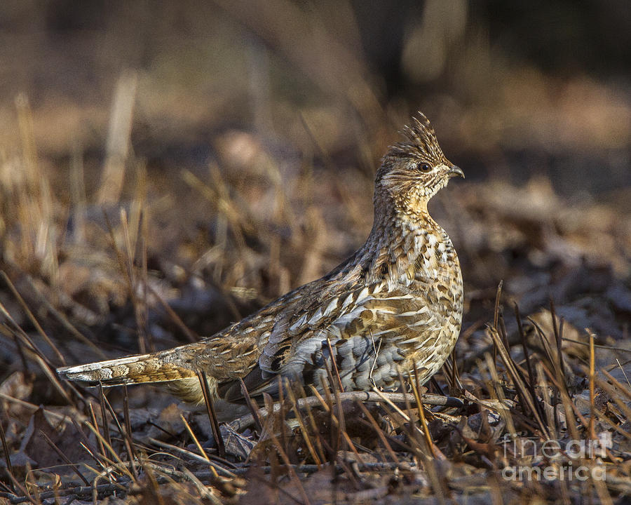 Ruffed Grouse #13 Photograph by Ronald Lutz
