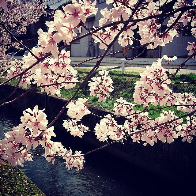 Nature Photograph - #sakura #cherry #blossoms #13 by Yukiko Nobeno