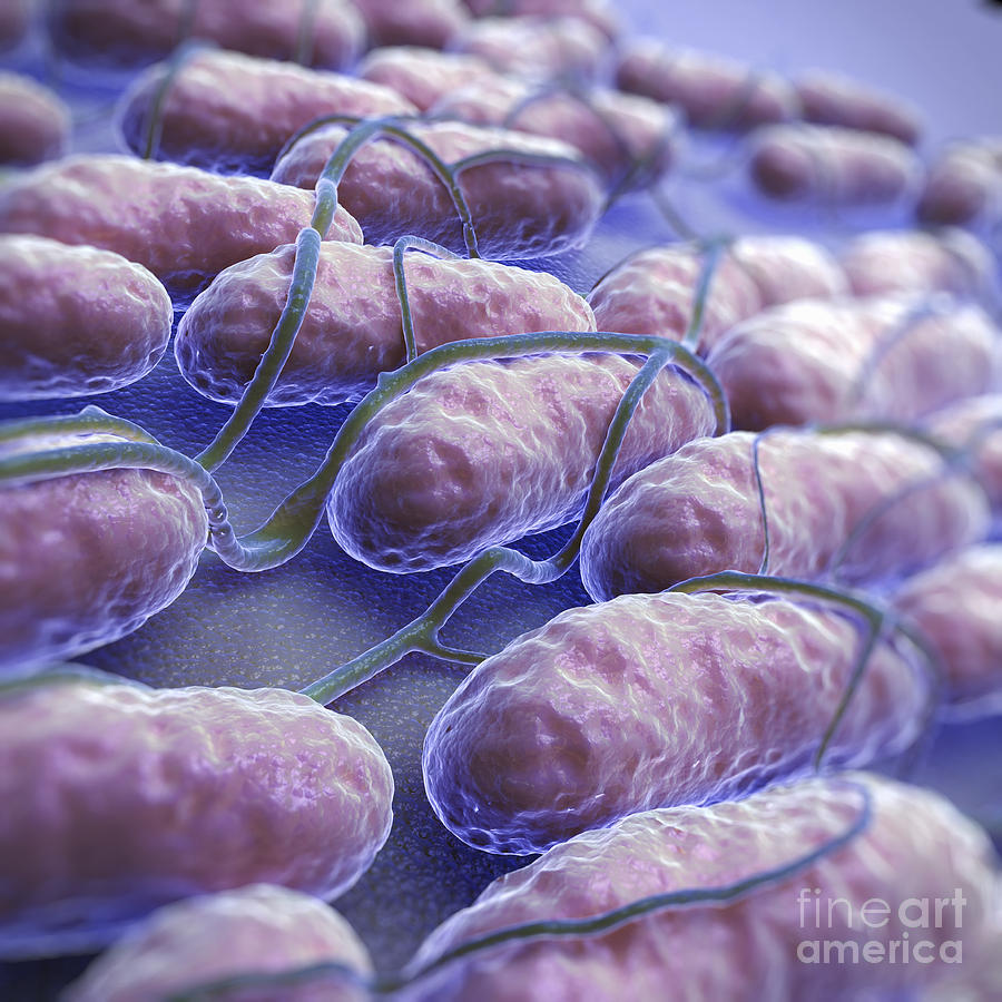 Gram-negative Photograph - Salmonella Bacteria #13 by Science Picture Co