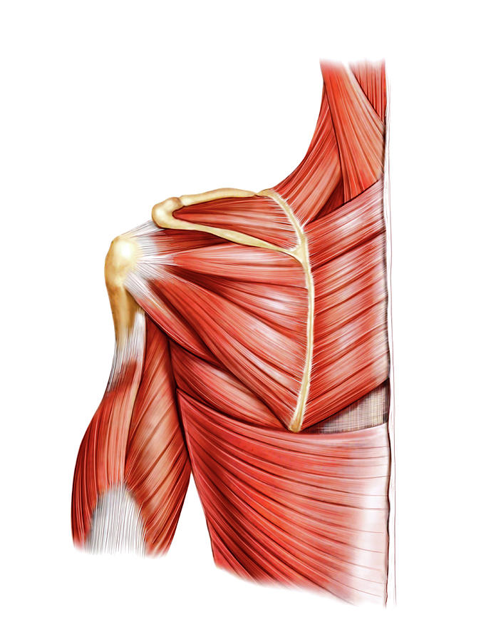 Shoulder Muscles Photograph By Asklepios Medical Atlas Fine Art America 5093