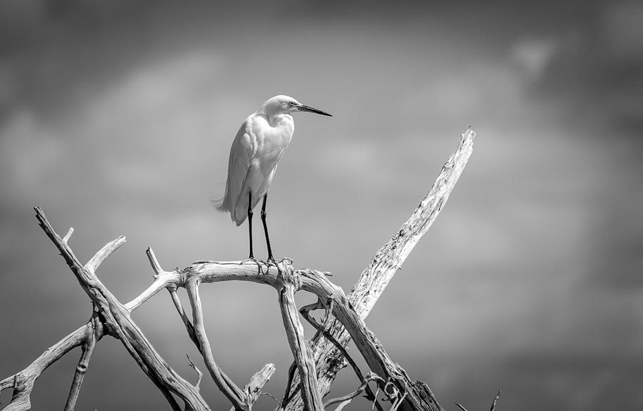 Bird Photograph - Snowy Egret #13 by Bill Martin