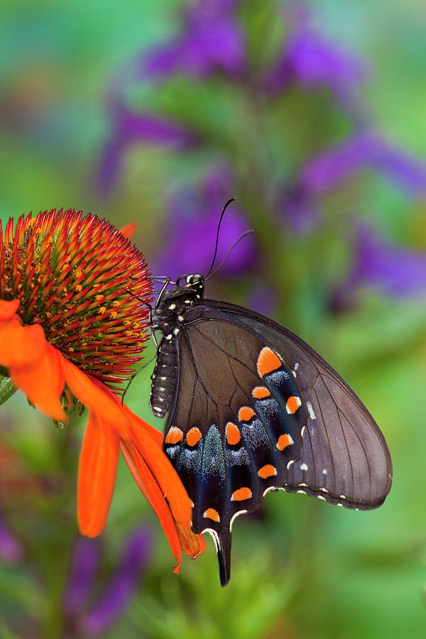 Butterfly Photograph - Spicebush Swallowtail Butterfly #13 by Darrell Gulin